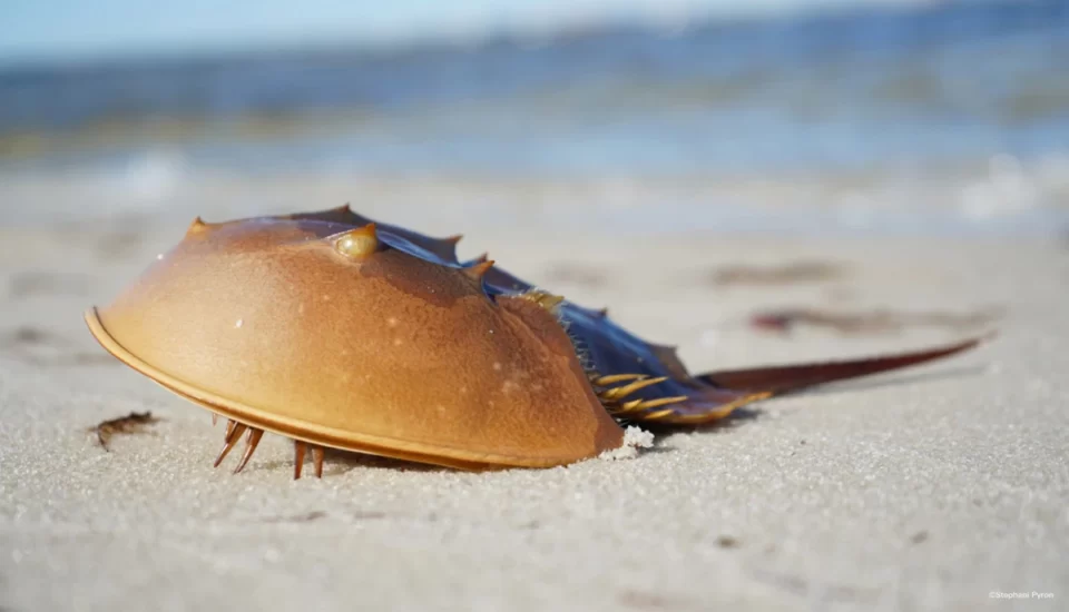 Kepiting Tapal Kuda: Harga Fantastis, Manfaat Luar Biasa