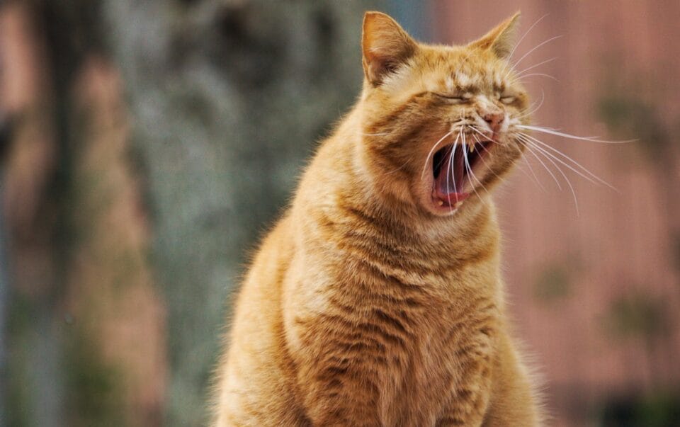 Kucing